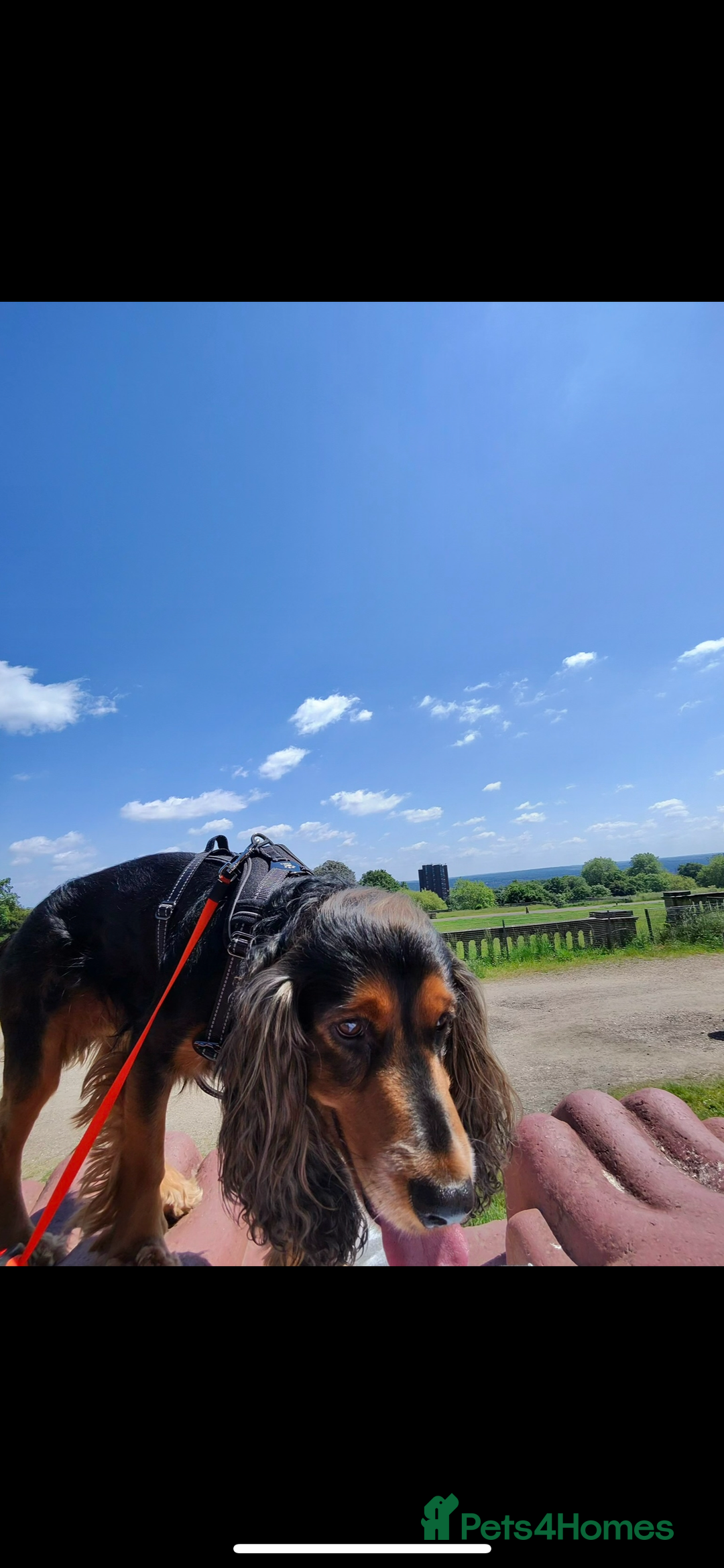 Cocker Spaniel dogs for sale: Rocky - 4.5 year old cocker spaniel - Image 4