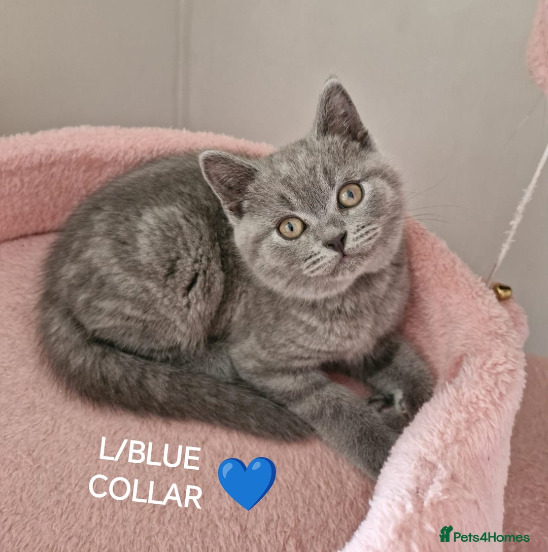 British Shorthair cats for sale: 8 Pedigree British Shorthair Kittens Blue Lilac  - Image 8