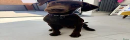 Labrador Retriever dogs for sale: Winston – 6-Month-Old Chocolate Labrador in Addlestone - Advert 6