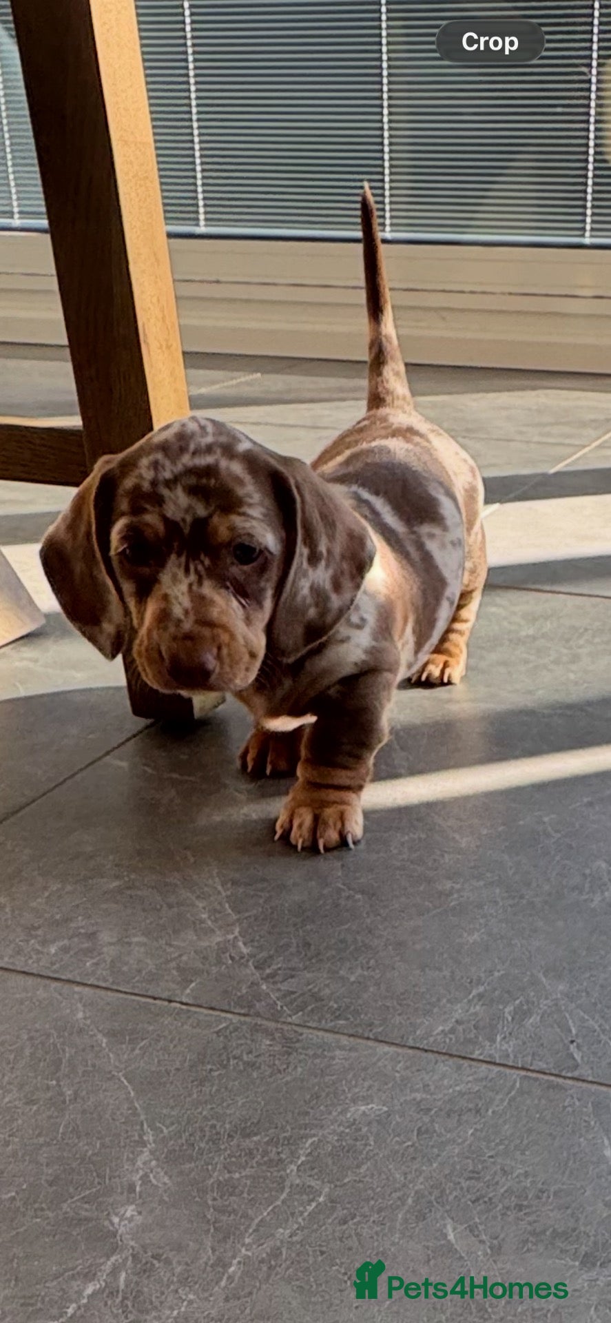 Miniature Dachshund dogs Beautiful miniature dachshund  - Advert 1