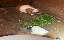 Guinea Pig rodents for sale: 2 female guinea pigs  - Image 4