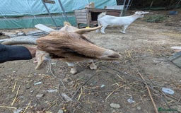 Goats livestock for sale: Beautiful Sanaan/pygmy goats  - Image 2
