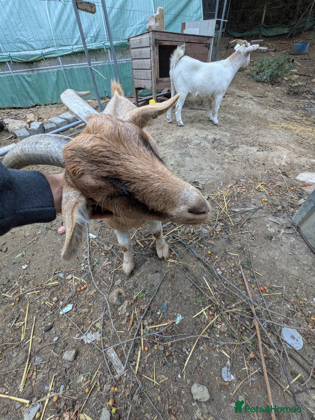 Goats livestock for sale: Beautiful Sanaan/pygmy goats  - Image 2
