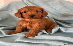 Cockapoo dogs for sale: Beautiful fox red cockapoo - Image 16