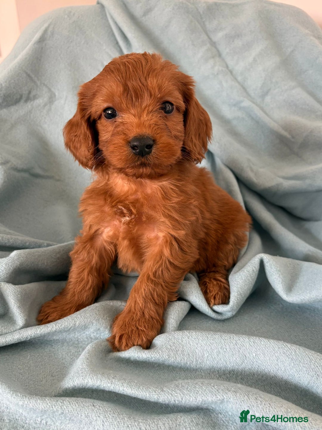 Cockapoo dogs for sale: Beautiful fox red cockapoo - Image 16