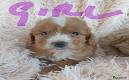 Cockapoo dogs for sale: Cockapoo Puppies PRA UNAFFECTED  - Image 5