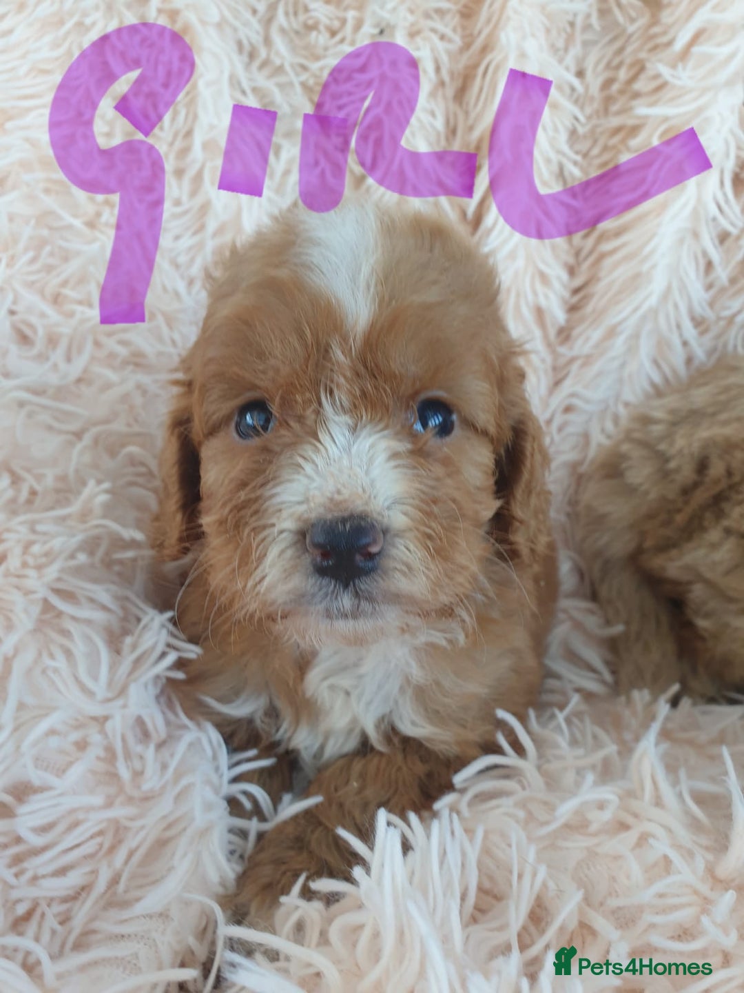 Cockapoo dogs for sale: Cockapoo Puppies PRA UNAFFECTED  - Image 5