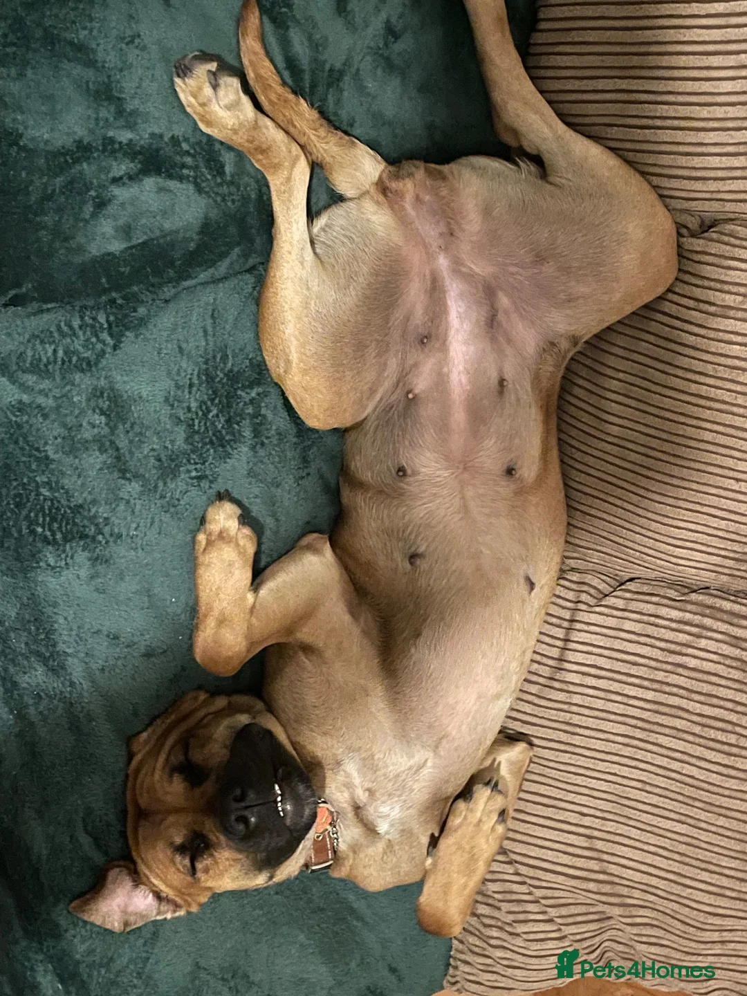 Mixed Breed dogs for sale: Molly  - Advert 2