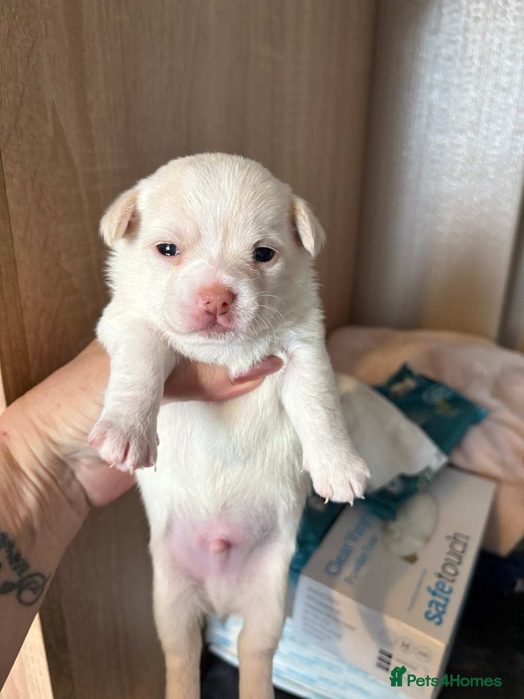 Chihuahua dogs for sale: Puppy’s  - Advert 21