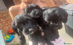 Cockapoo dogs for sale: cockapoos - Image 10