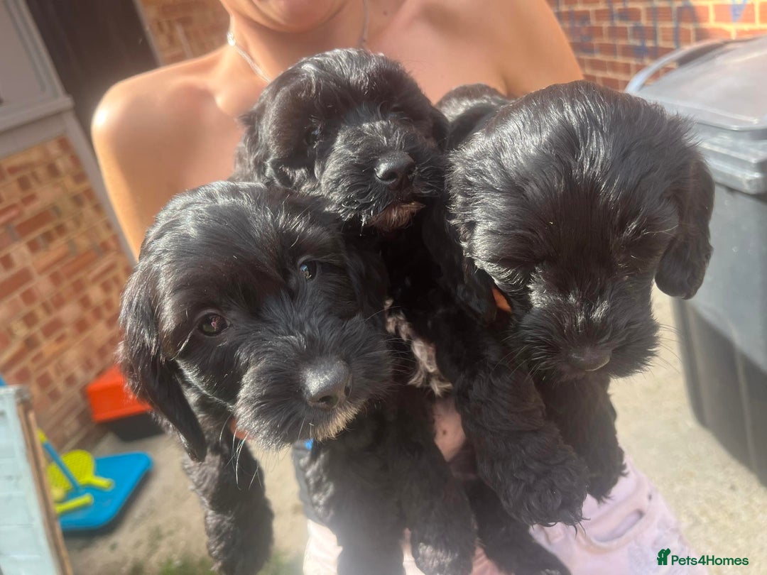 Cockapoo dogs for sale: cockapoos - Image 10