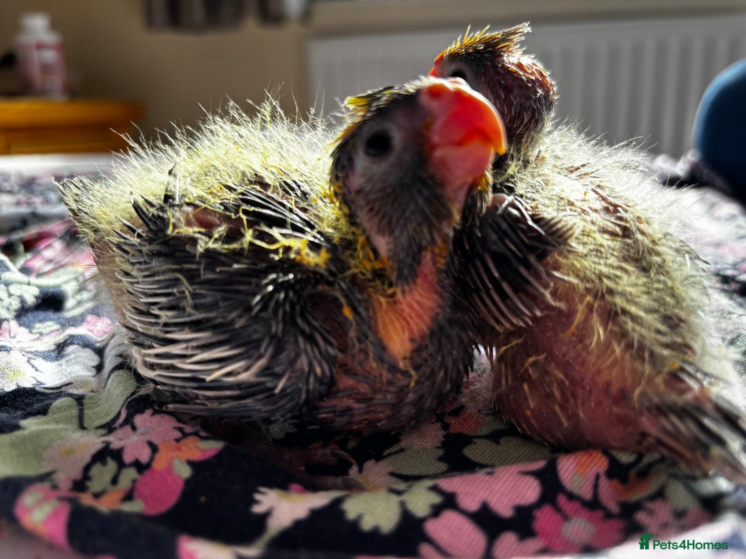 Cockatiels birds for sale: 2 months old baby cockatiel!❤️🦜 - Image 8