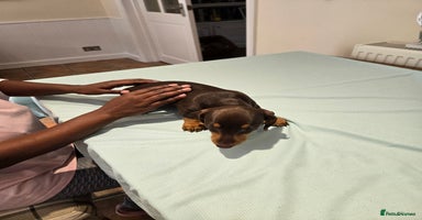Dachshund dogs - Advert 2