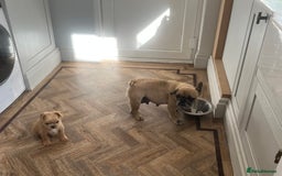 French Bulldog dogs for sale: Beautiful male French bulldog  - Image 3