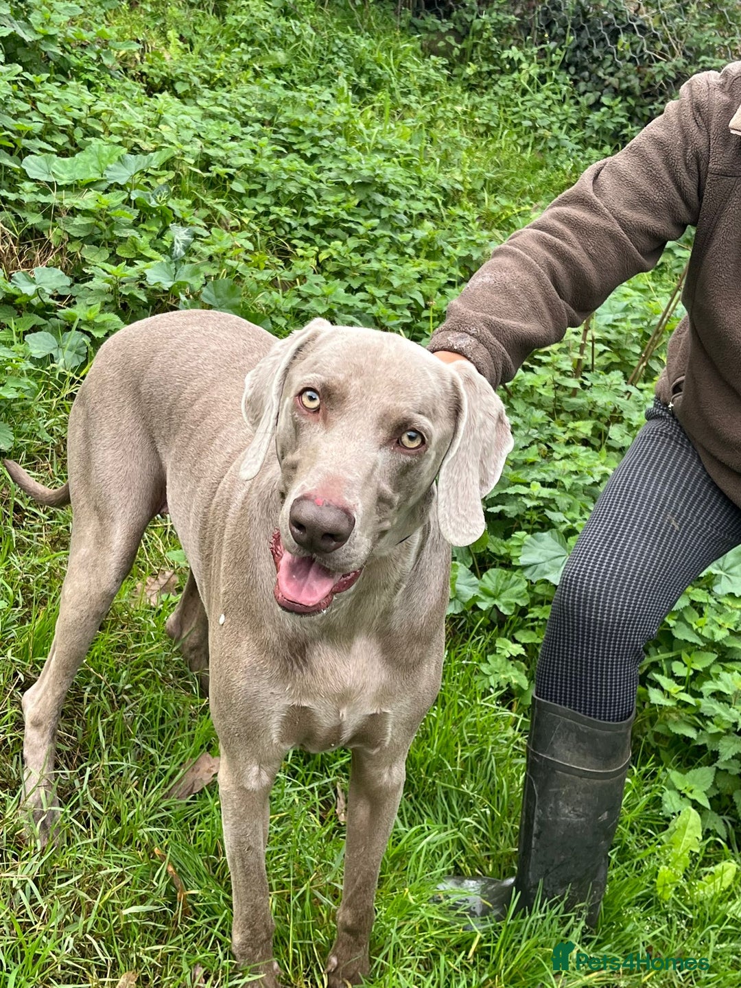 Weimaraner dogs for adoption: Thor, a handsome Weimaraner - Advert 5