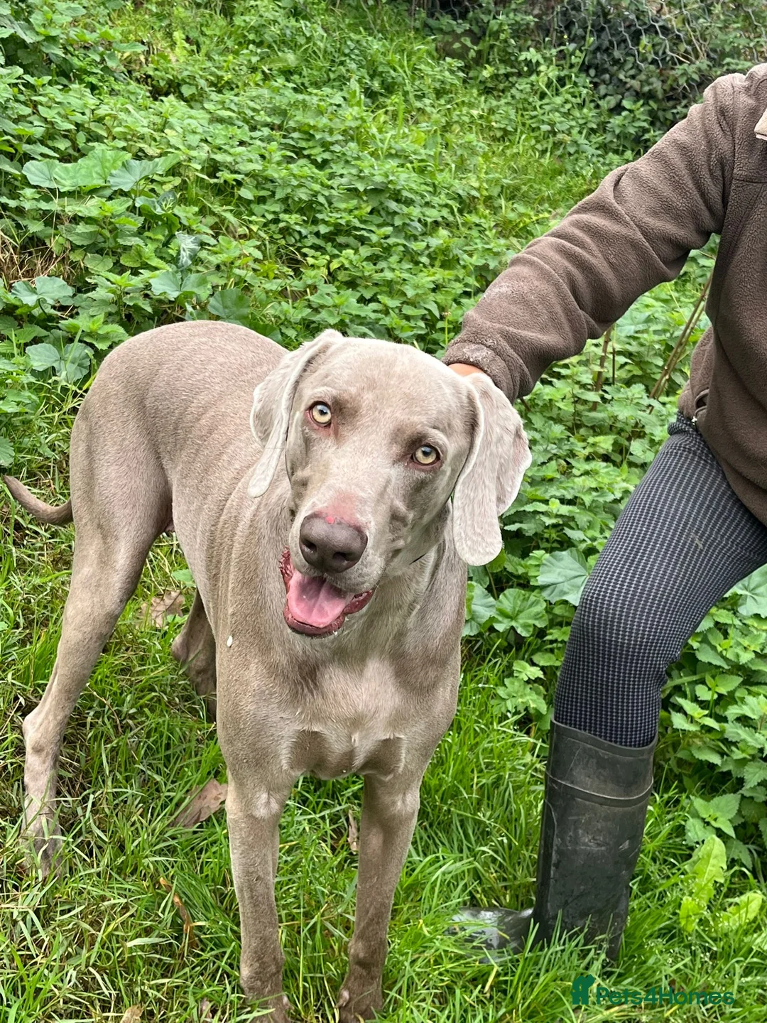 Weimaraner dogs for adoption: Thor, a handsome Weimaraner - Advert 5