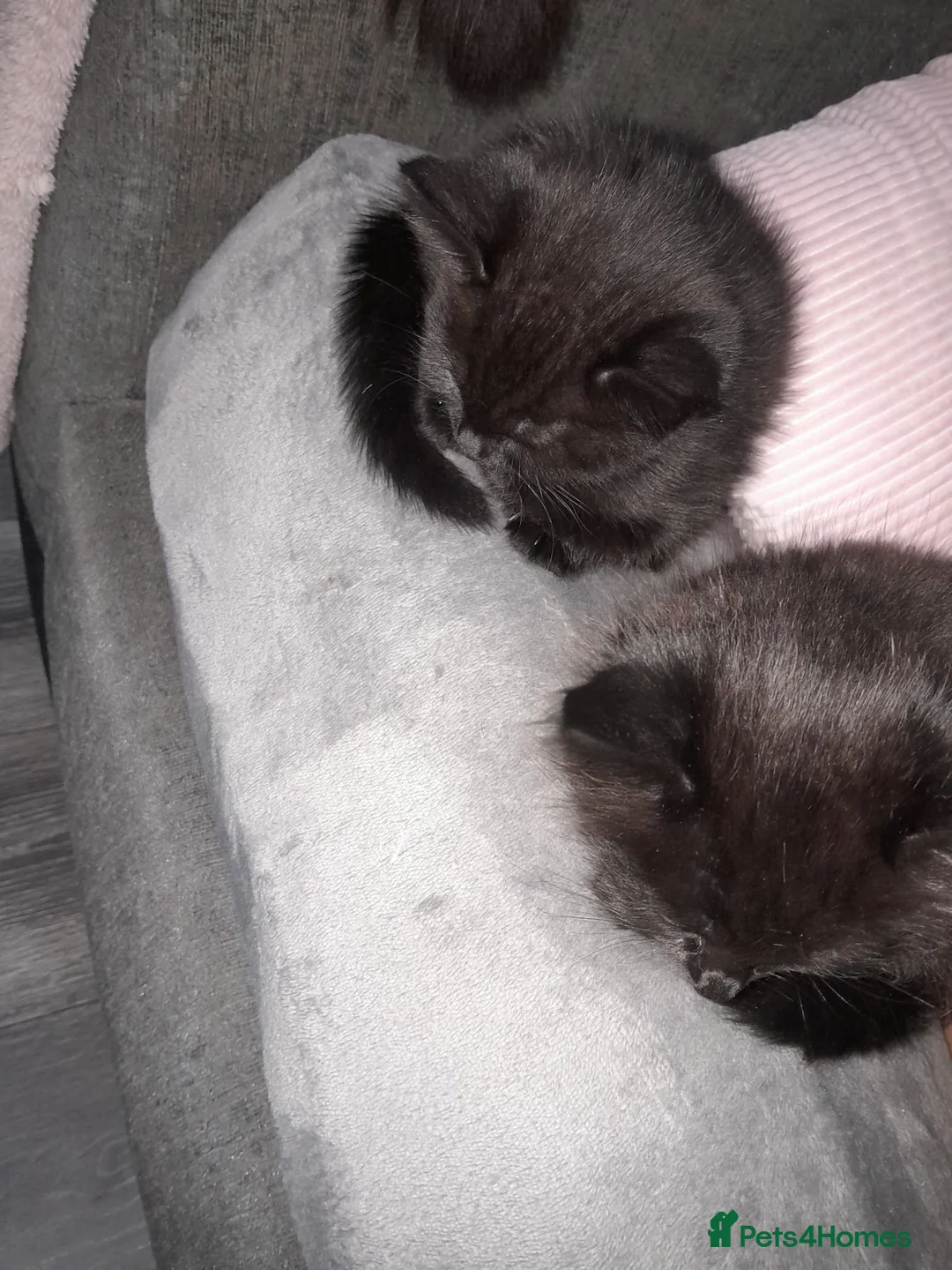 Mixed Breed cats for sale: Beautiful kittens for sale - Advert 7