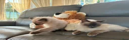 Ragdoll cats for sale: GCCF Ragdoll Kittens in Chichester - Advert 18