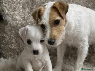 Parson Russell dogs Beautiful Parson female puppies - Advert 11