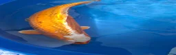 Pond Fish fish for sale: Various pond fish, koi, goldfish for sale - Advert 2