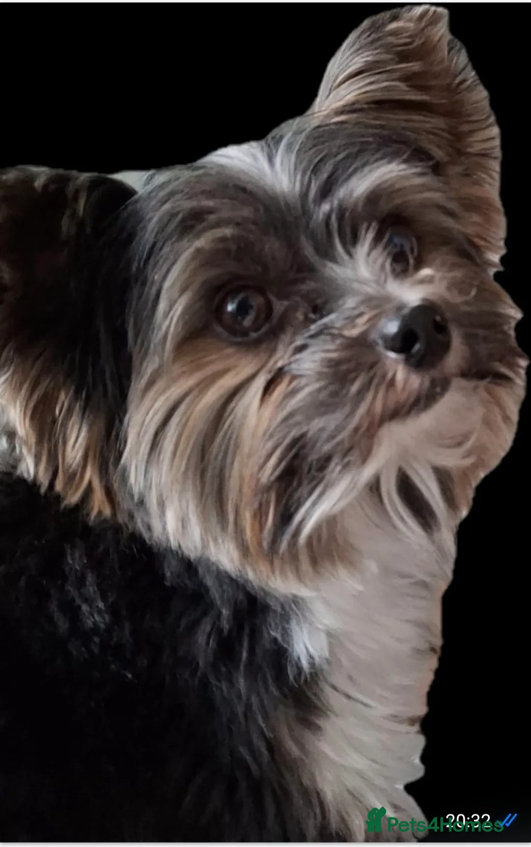 Biewer Terrier dogs for stud: Purebred Pedigree Biewer Terrier Stud in Merthyr Tydfil - Advert 26