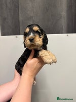 Cocker Spaniel dogs Show type cocker spaniel Puppies - Advert 11