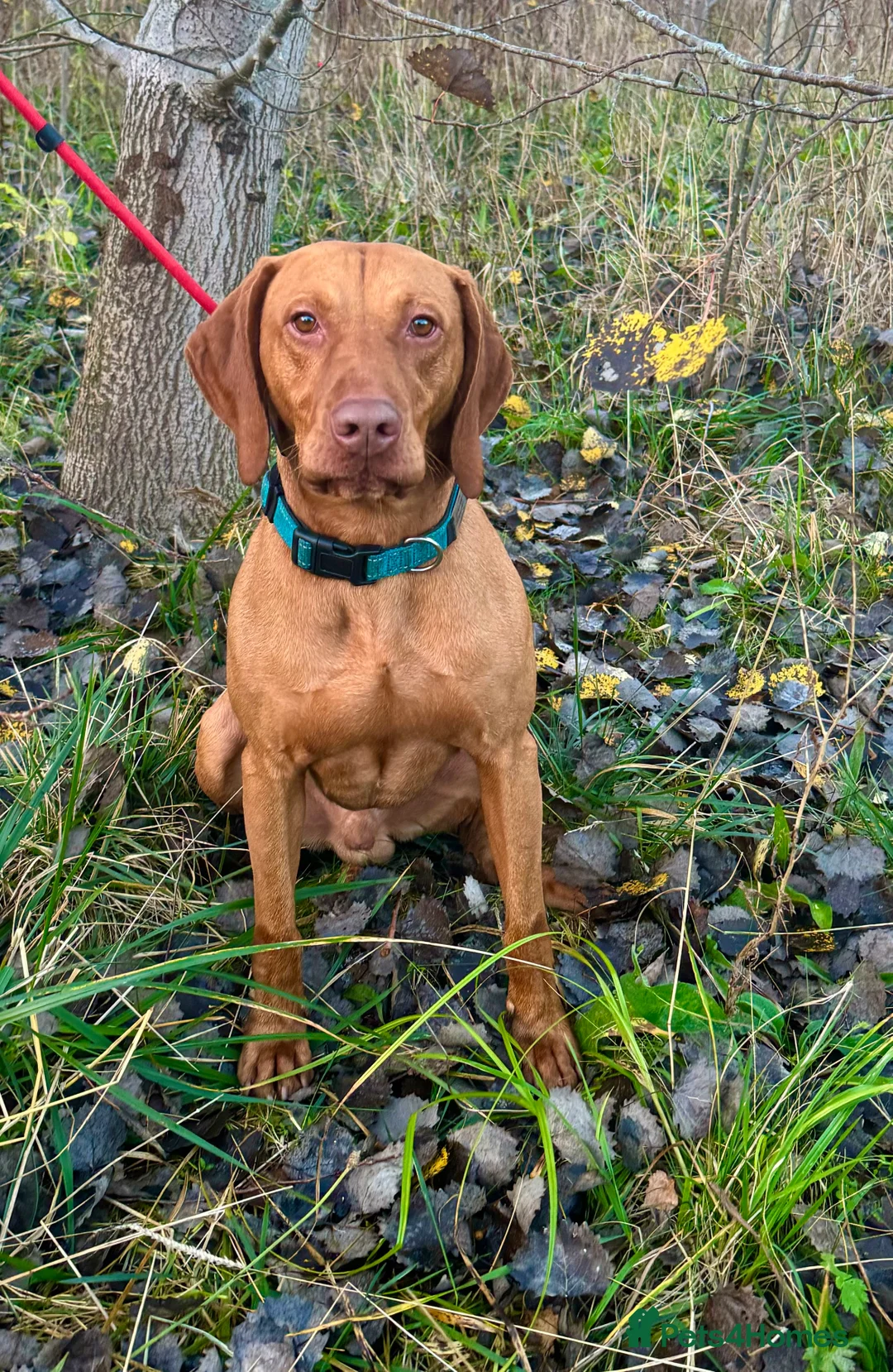 Hungarian Vizsla dogs for stud: The famous Zsivaly Champion sired imported stud in Loughborough - Advert 6