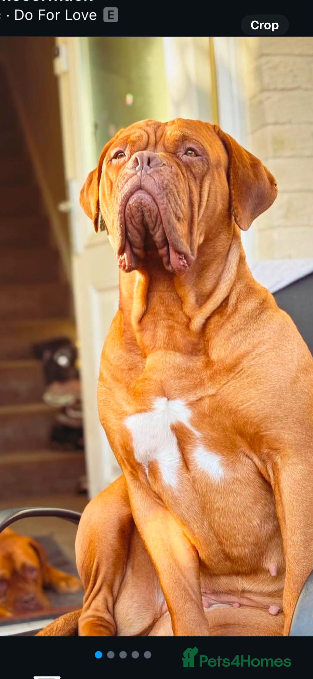 Dogue De Bordeaux dogs for sale: FULL PEDIGREE 🦁 Dogue de Bordeaux pups ( French ) - Image 1