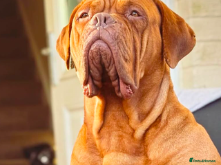 Dogue De Bordeaux dogs - Advert 1