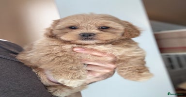 Shihpoo dogs - Advert 2