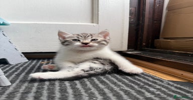 British Shorthair cats - Advert 13