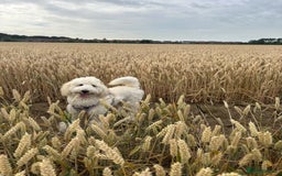 Standard Poodle dogs for sale: 9-month cream standard poodle for sale - Image 6