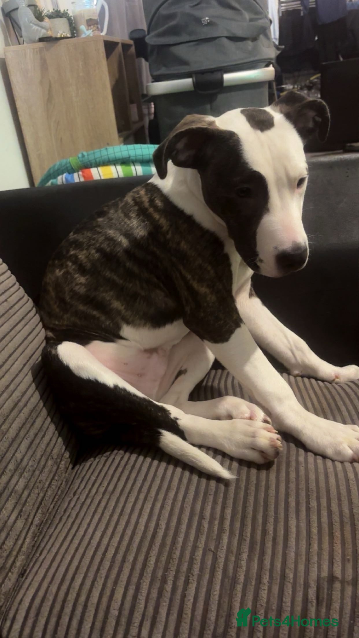 Mixed Breed dogs Looking to rehome my puppy  in Carterton - Advert 17