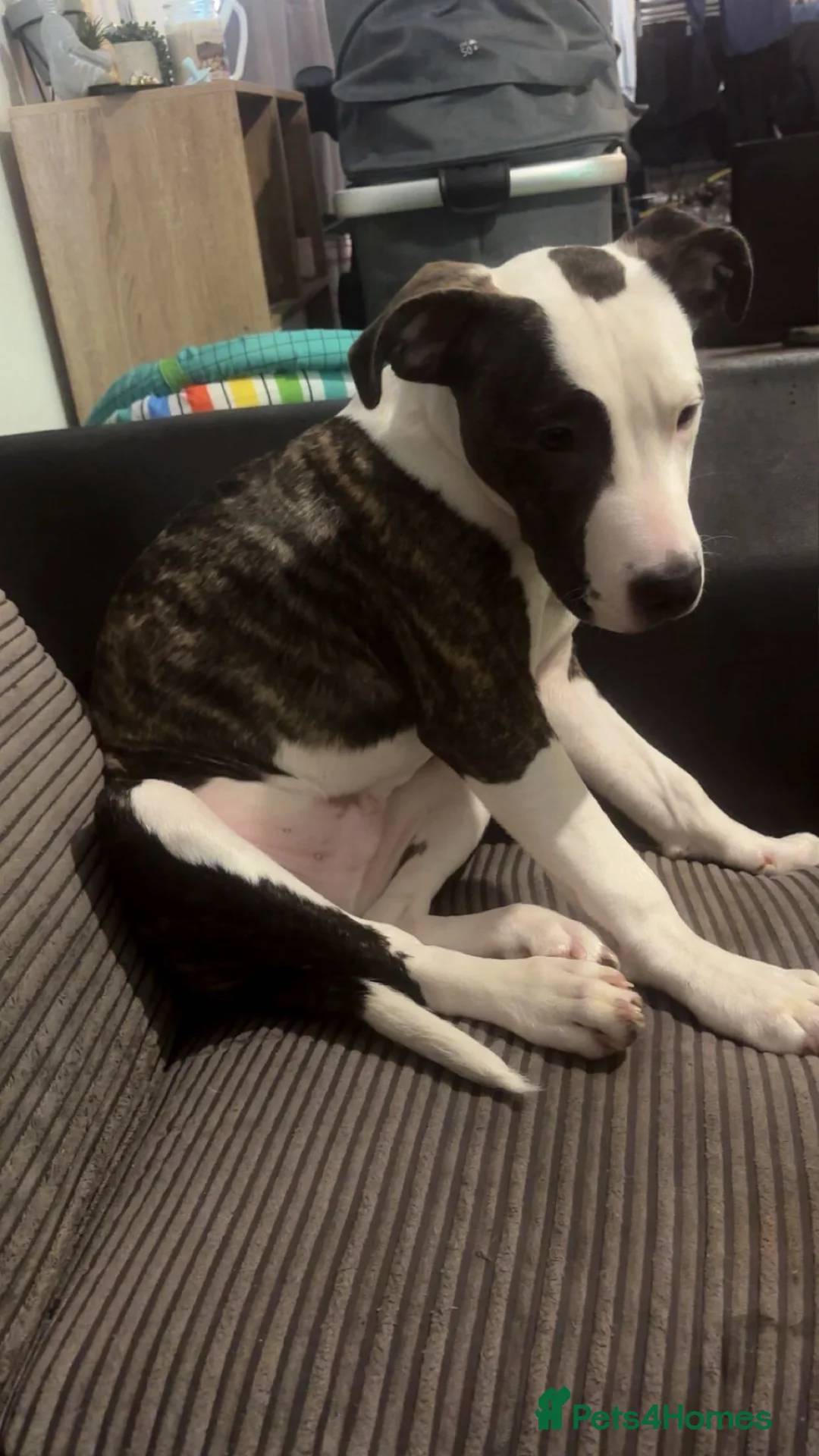 Mixed Breed dogs for sale: Looking to rehome my puppy  in Carterton - Advert 1