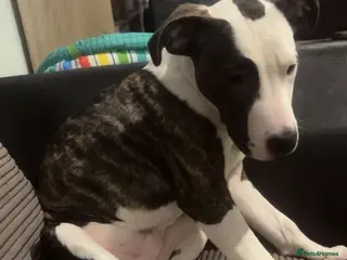 Mixed Breed dogs Looking to rehome my puppy in Carterton - Advert 1