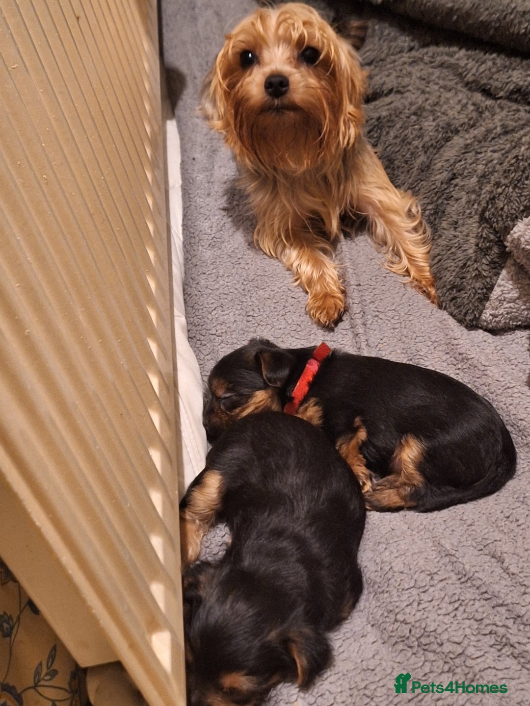 Yorkshire Terrier dogs for sale:  😍 Yorkshire Terrier Puppies 😍  - Advert 9