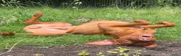 Hungarian Vizsla dogs for sale: 18 month old make vizsla for rehome - Advert 4