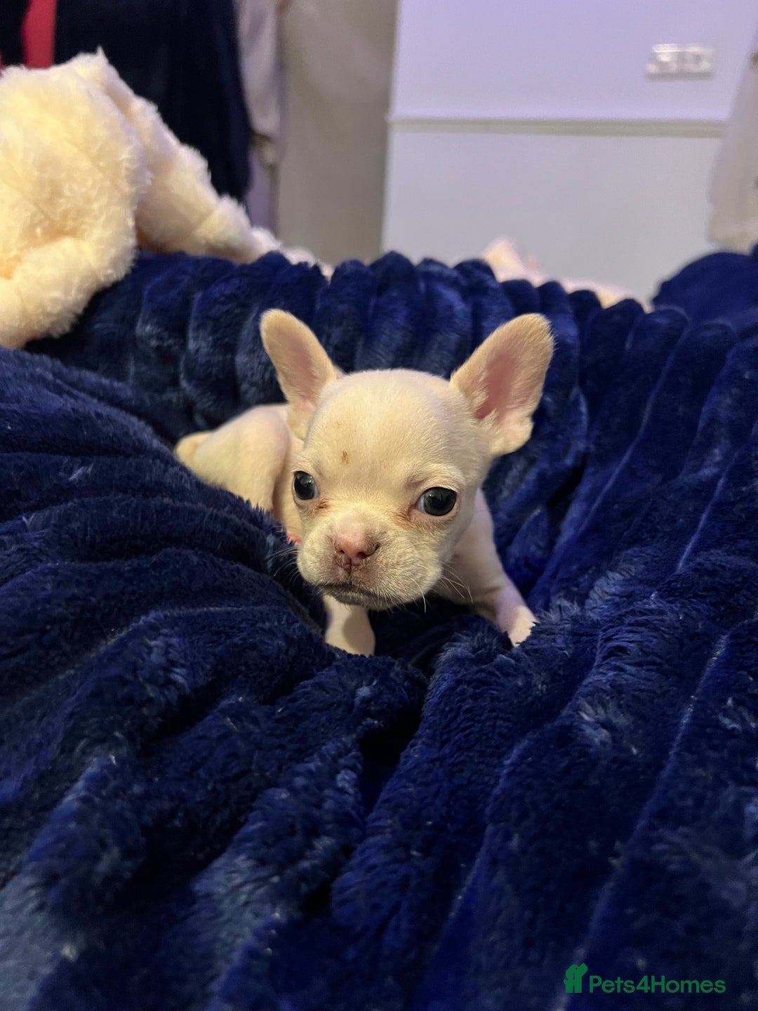 French Bulldog dogs for sale: French bulldog - Advert 11