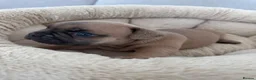 French Bulldog dogs for sale: Outstanding French Bulldog puppies  - Advert 21