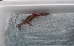 Leopard Gecko reptiles for sale: Baby leopard geckos for sale - Image 7