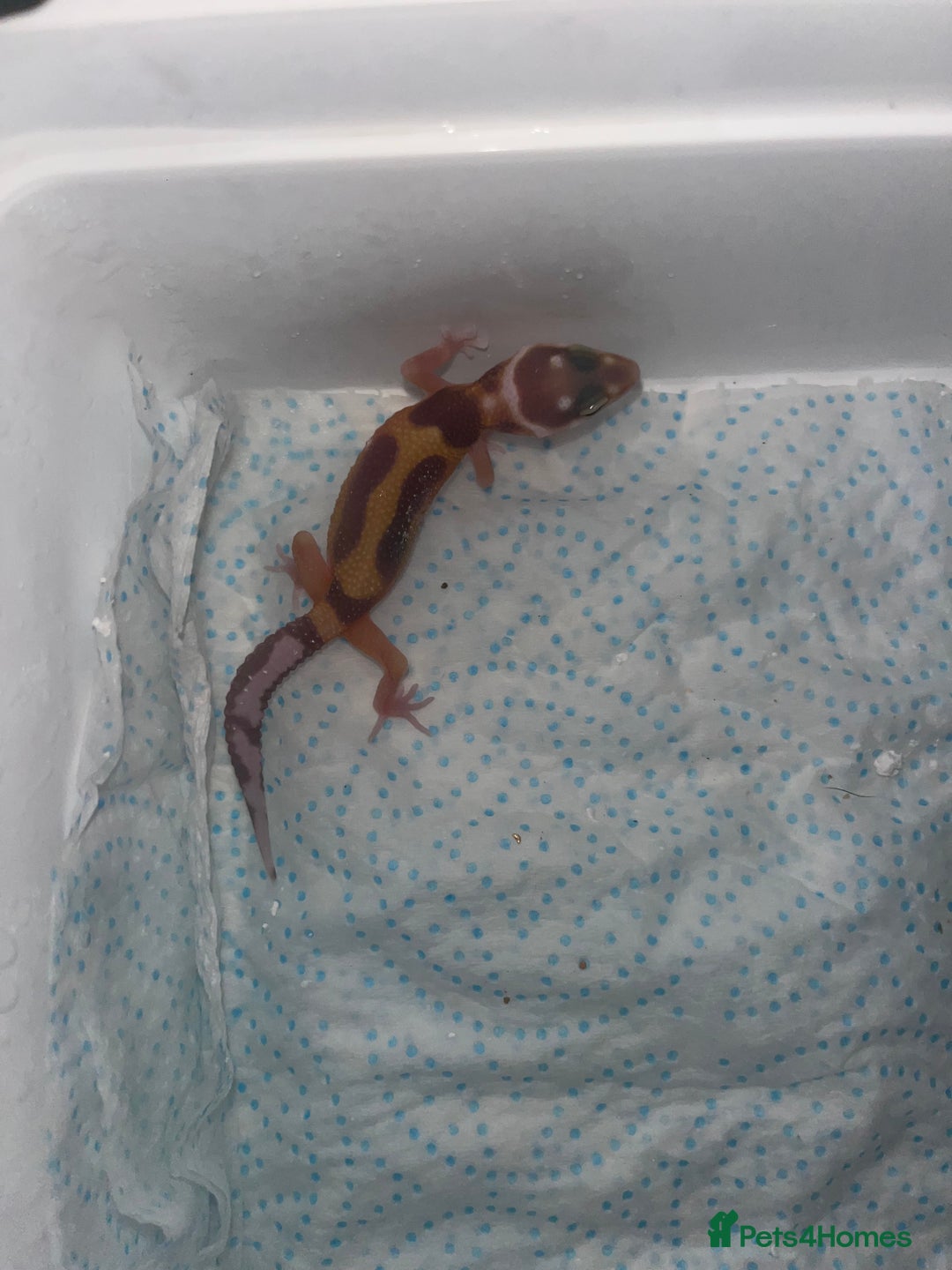 Leopard Gecko reptiles for sale: Baby leopard geckos for sale - Image 7