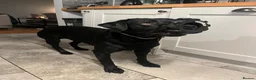 Labrador Retriever dogs for stud: Black Labrador Retriever for stud  in Leeds - Advert 6