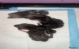 Maine Coon cats for sale: 5 Maine coon x Ragdoll kittens.  - Image 2
