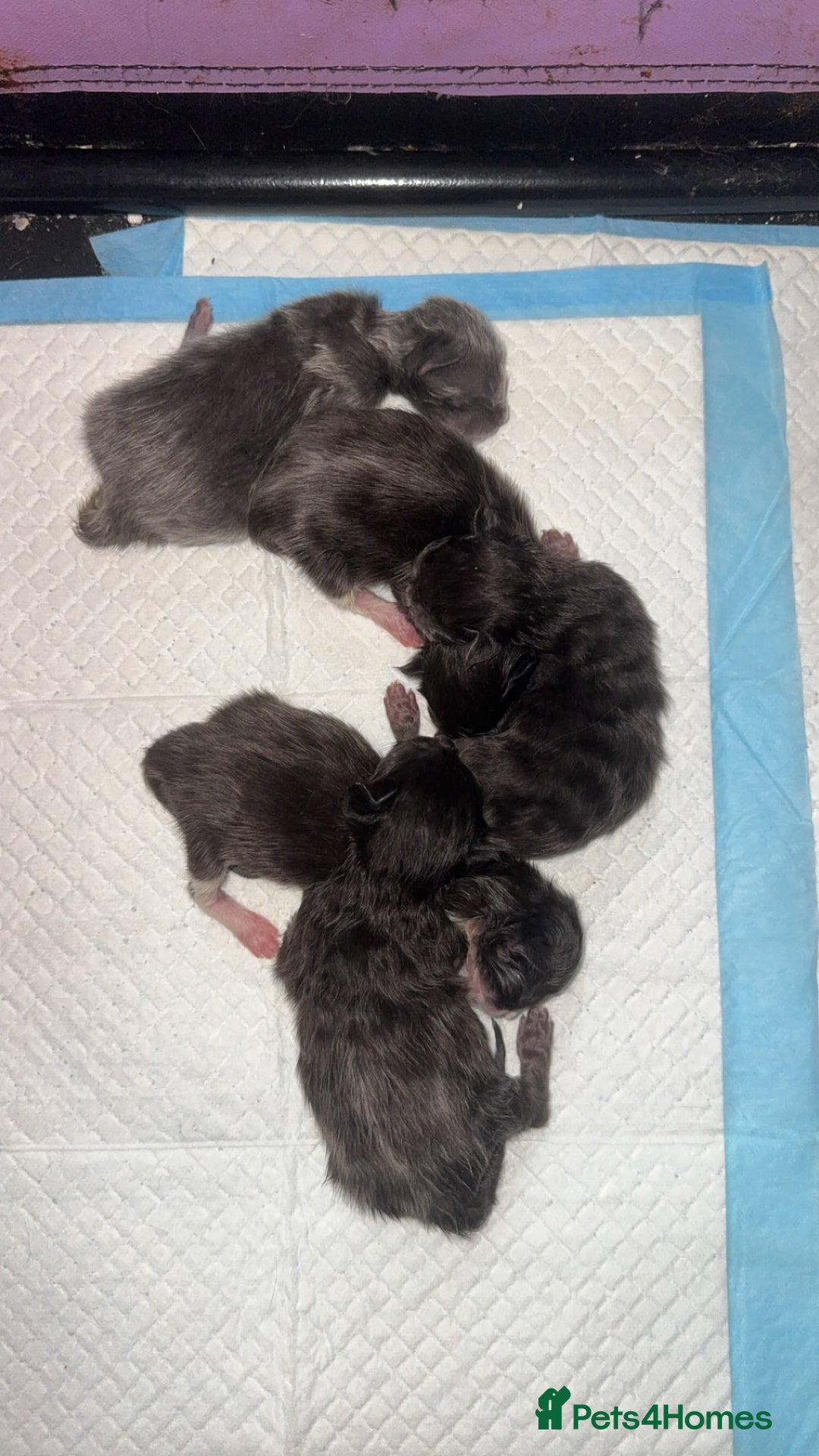 Maine Coon cats for sale: 5 Maine coon x Ragdoll kittens.  - Image 2