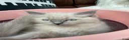 Ragdoll cats for sale: 2 boys for £700 (one from my other advert) - Advert 9