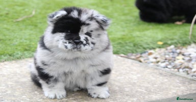 Chow Chow dogs Ocean Eyed Bear faced Chow Chows  - Advert 4