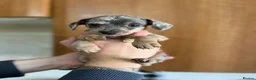 Mixed Breed dogs for sale: Miniature dachshund x Bichon puppies  - Advert 18