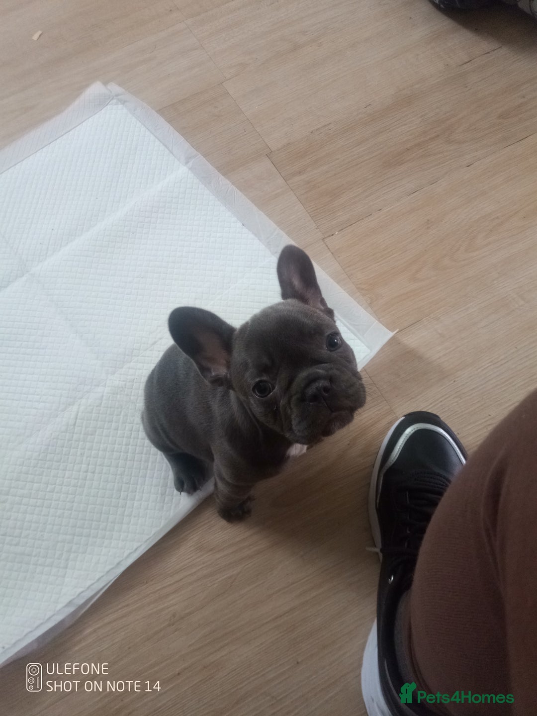 Akita dogs for sale: French blue KC registered 7 months old female pup - Image 5