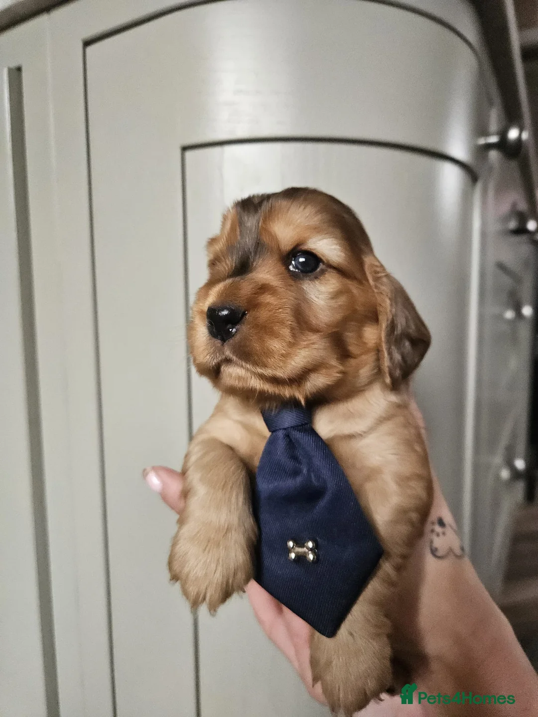 Cocker Spaniel dogs for sale: Show type Simbawood Cocker spaniel puppies  - Advert 14