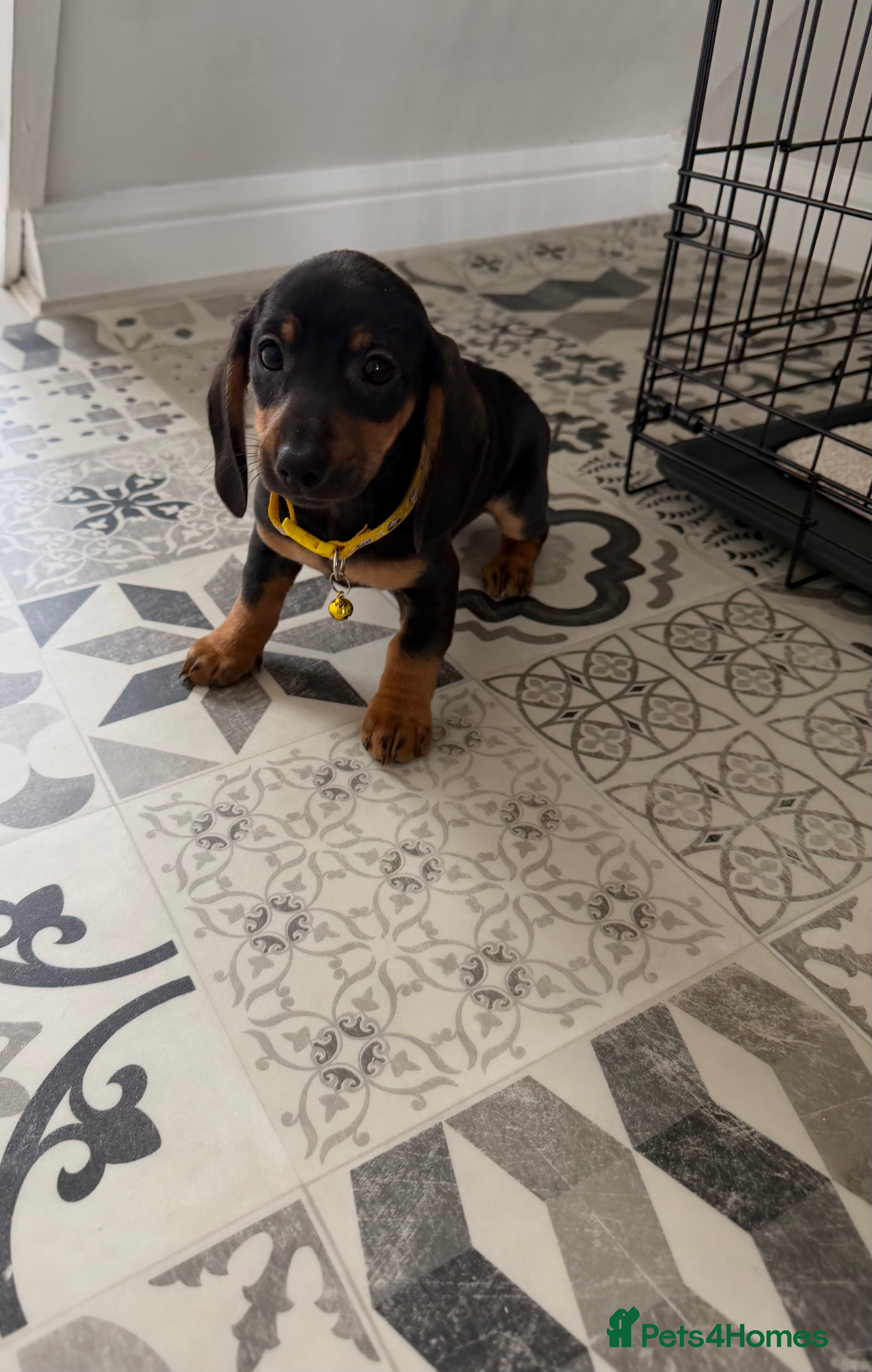 Miniature Dachshund dogs Dachshund Puppies Ready To Leave  - Advert 3